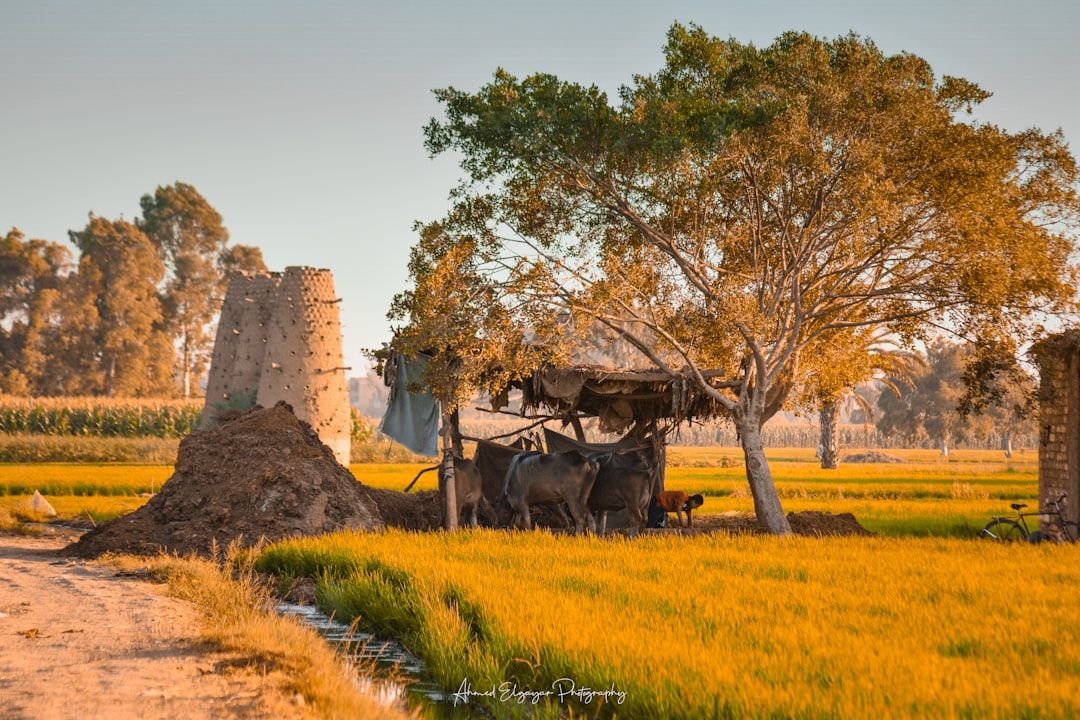 Egypt countryside nature landscape